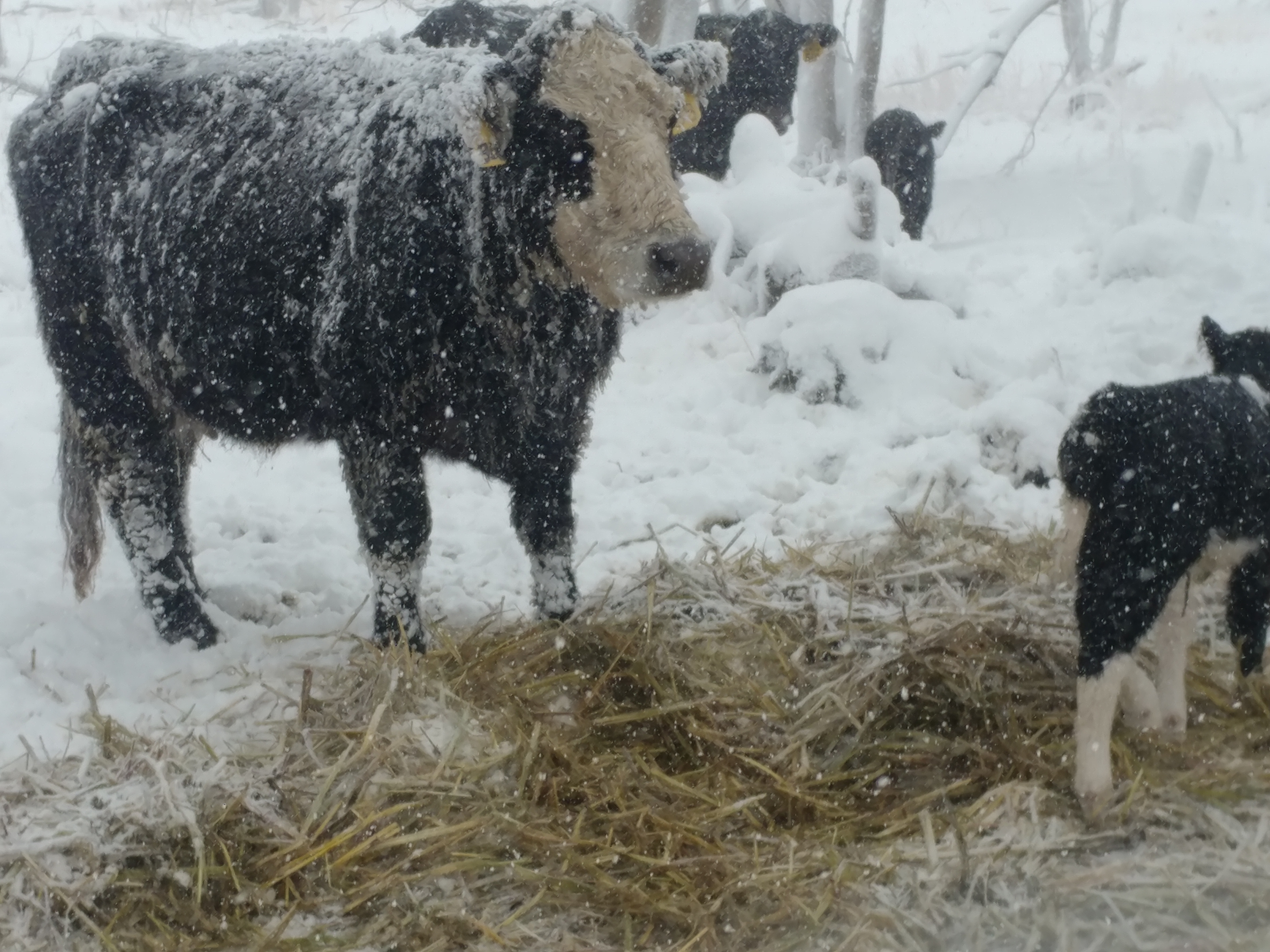 A blizzard swept high winds with heavy snow accumulations across northern Nebraska on March 13, creating hardships for many ranchers during calving. (M. Crawford / NCTA News)