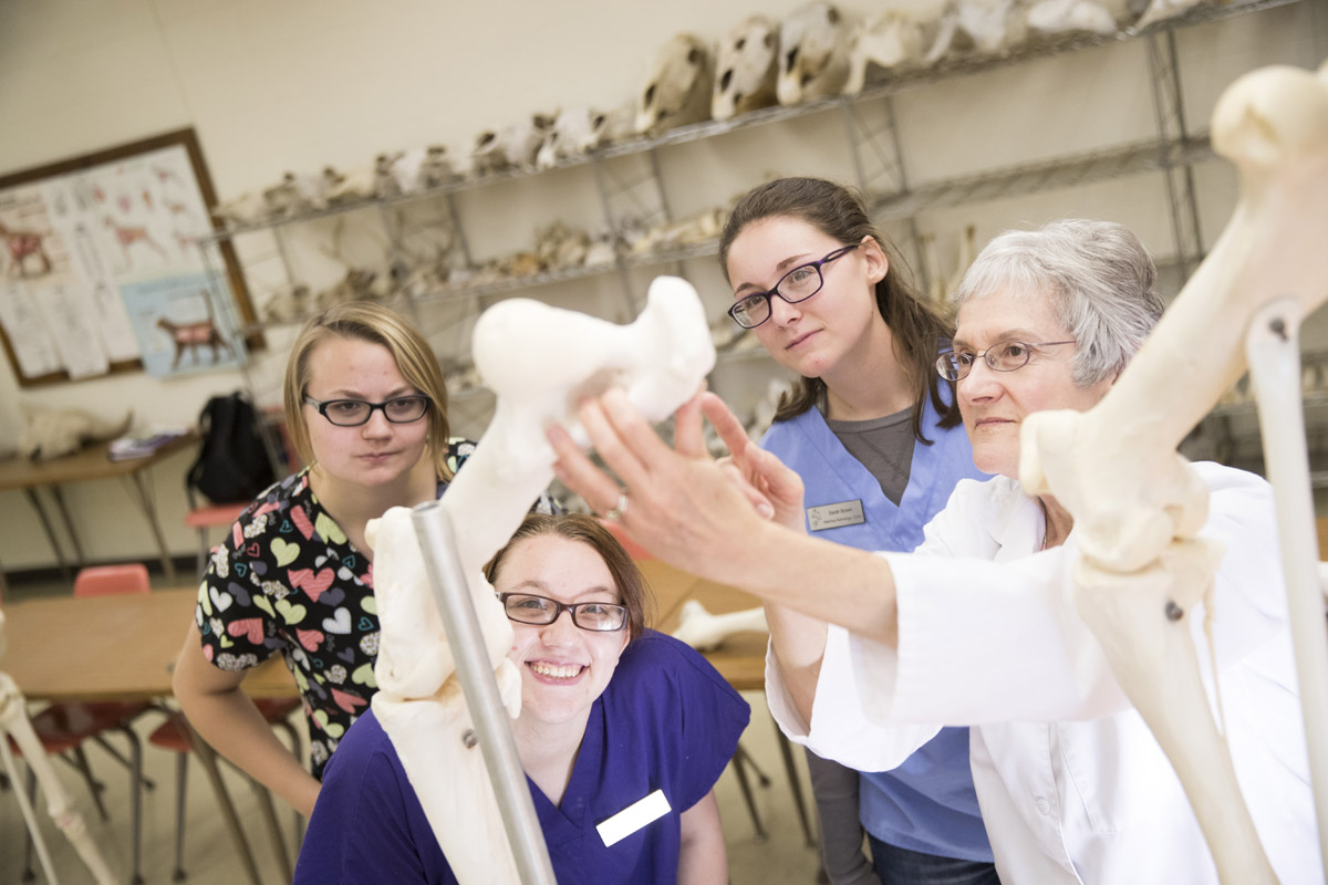 Veterinary technician students at the Nebraska College of Technical Agriculture review animal anatomy with their professor, Ricky Sue Barnes Wach, DVM. (Photo by Craig Chandler / University Communication)
