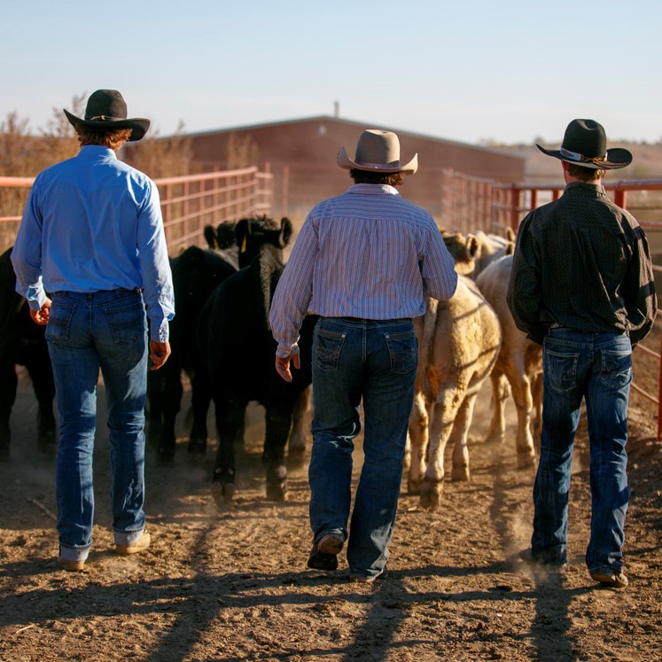 NCTA livestock judging camp is May 24-25 in Curtis. (Chandler/NCTA)