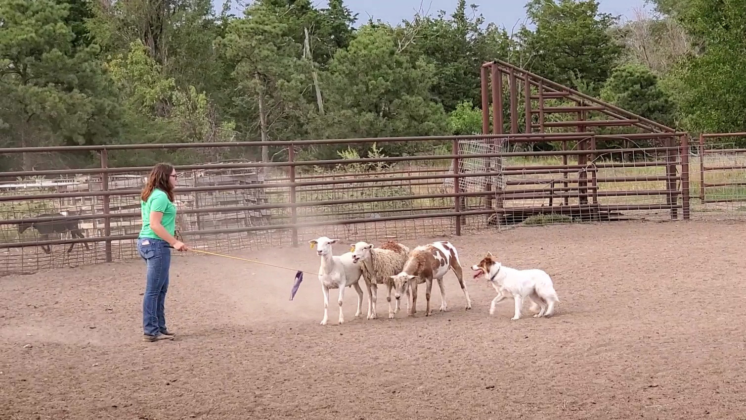 Anna Wyman and her dog, Bella, herd sheep at the farm of Kelly and Jo Popp, located south of Curtis. Whyman will compete in North Platte and at the Nebraska State Fair on Sept. 3. (Mary Crawford photo / NCTA News)