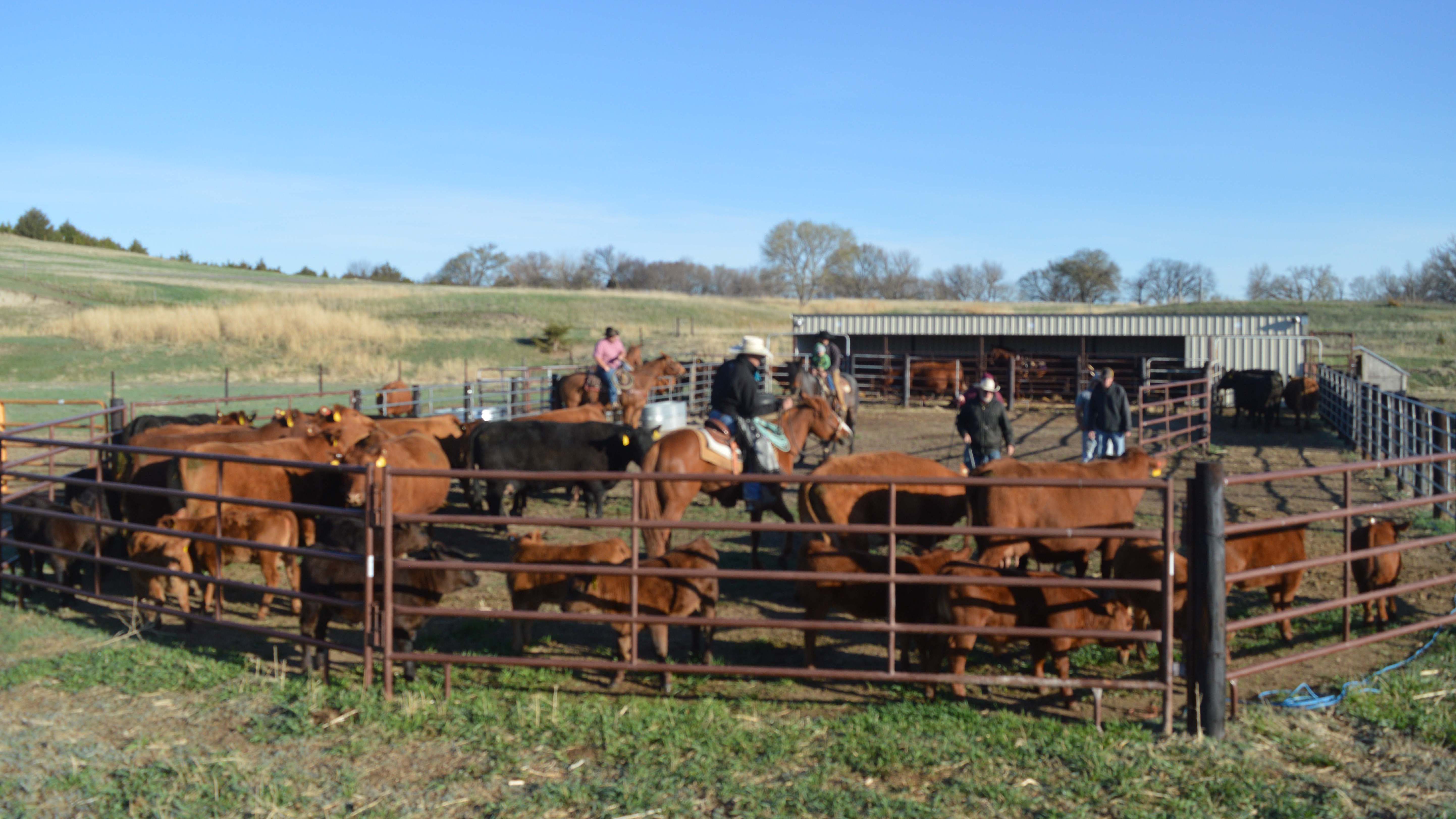 Roundup for branding spring calves at Aggieland, Nebraska College of Technical Agriculture. (Crawford / NCTA News)