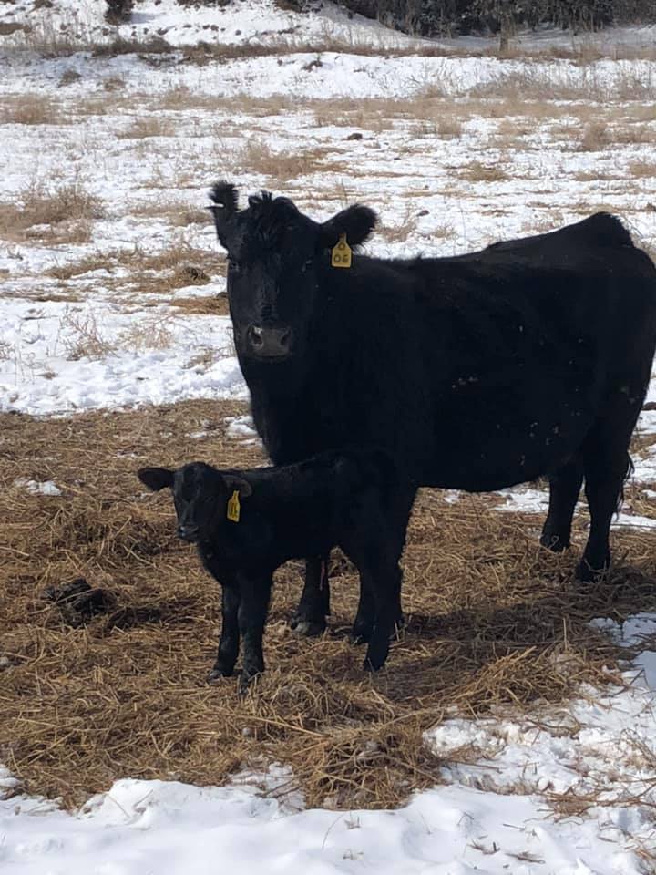 Aggie student Damian Wellman captured a photo of the first calf born in 2019 at the NCTA farm on February 28. Students take rotations during calving season to ensure a live calf is delivered.