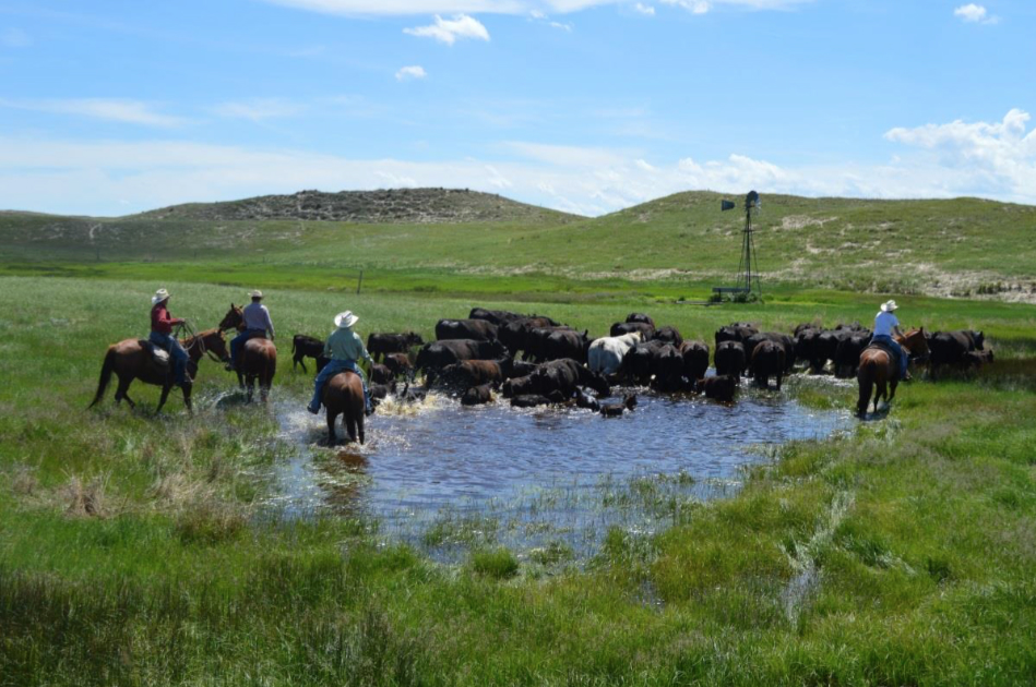 Cows and calves from the University of Nebraska’s College of Technical Agriculture at Cur s moved to summer pasture in Garden County in May.
