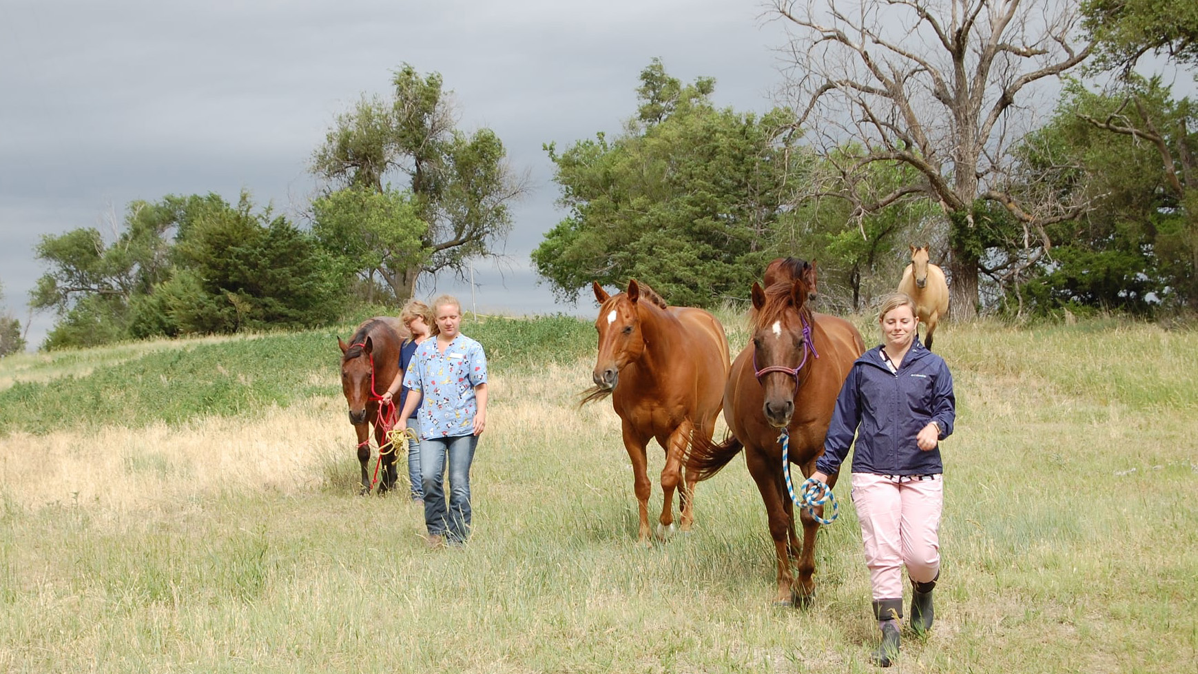 Veterinary Technology students bring horses in from pasture for a summer class in June 2020. (Chrissy Barnhart / NCTA photo)