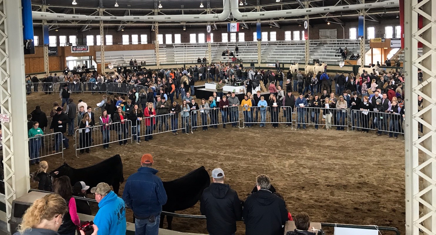 NCTA Livestock Judging Team students evaluated livestock at two contests over the weekend. Above, they study cattle at the Iowa Beef Expo in Des Moines on Sunday. (Doug Smith / NCTA Photo)
