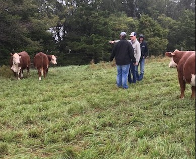NCTA students evaluate livestock in a Saturday workout at Jensen Bros. Herefords in Kansas. (Photo by Doug Smith / NCTA)