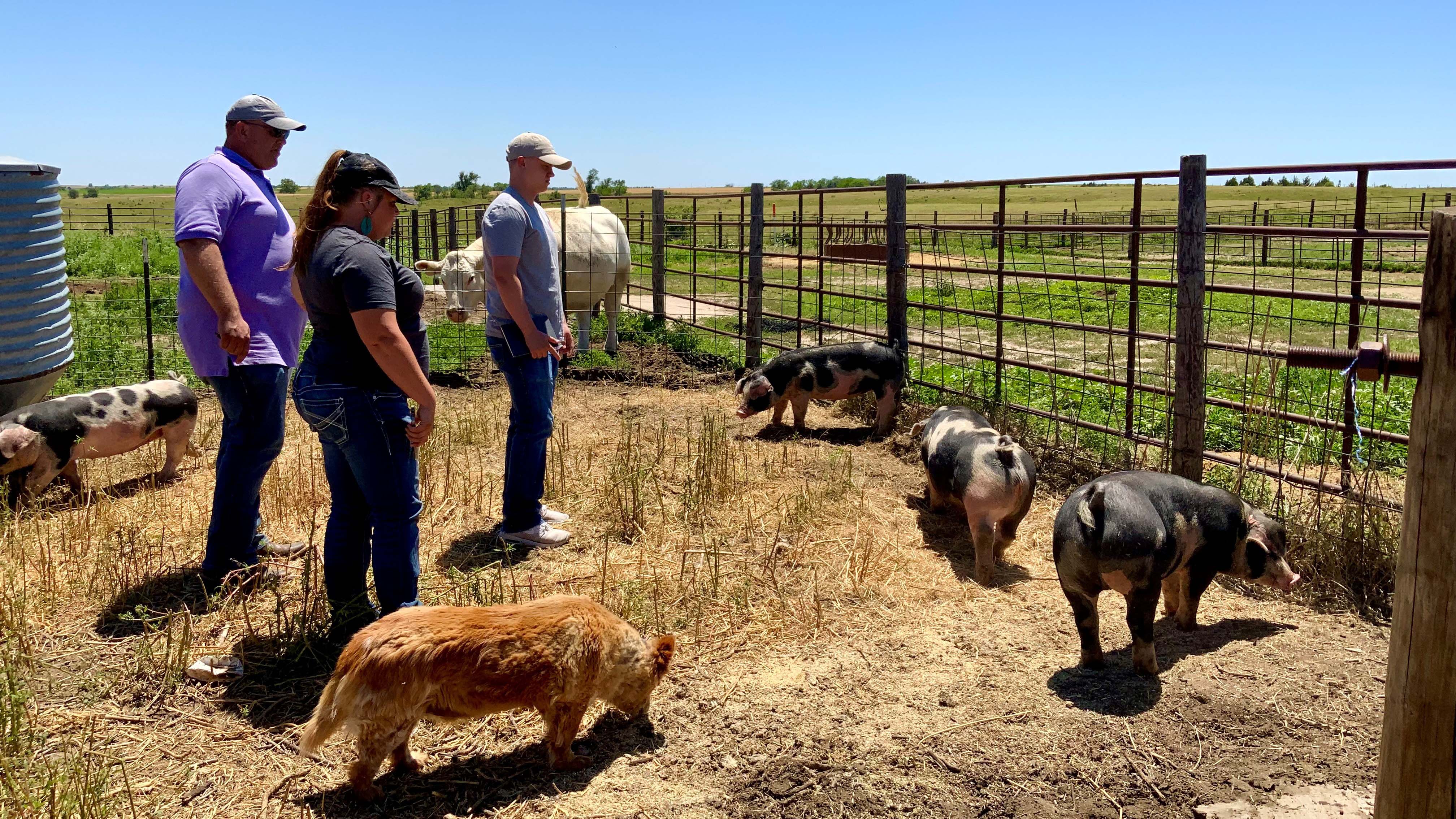 A curious stock dog (foreground) joins three high school agriculture educators during swine evaluation on Tuesday at the Nebraska College of Technical Agriculture Ag Ed Boot Camp and Coaches Clinic in Curtis. (Andela Taylor photo / NCTA)