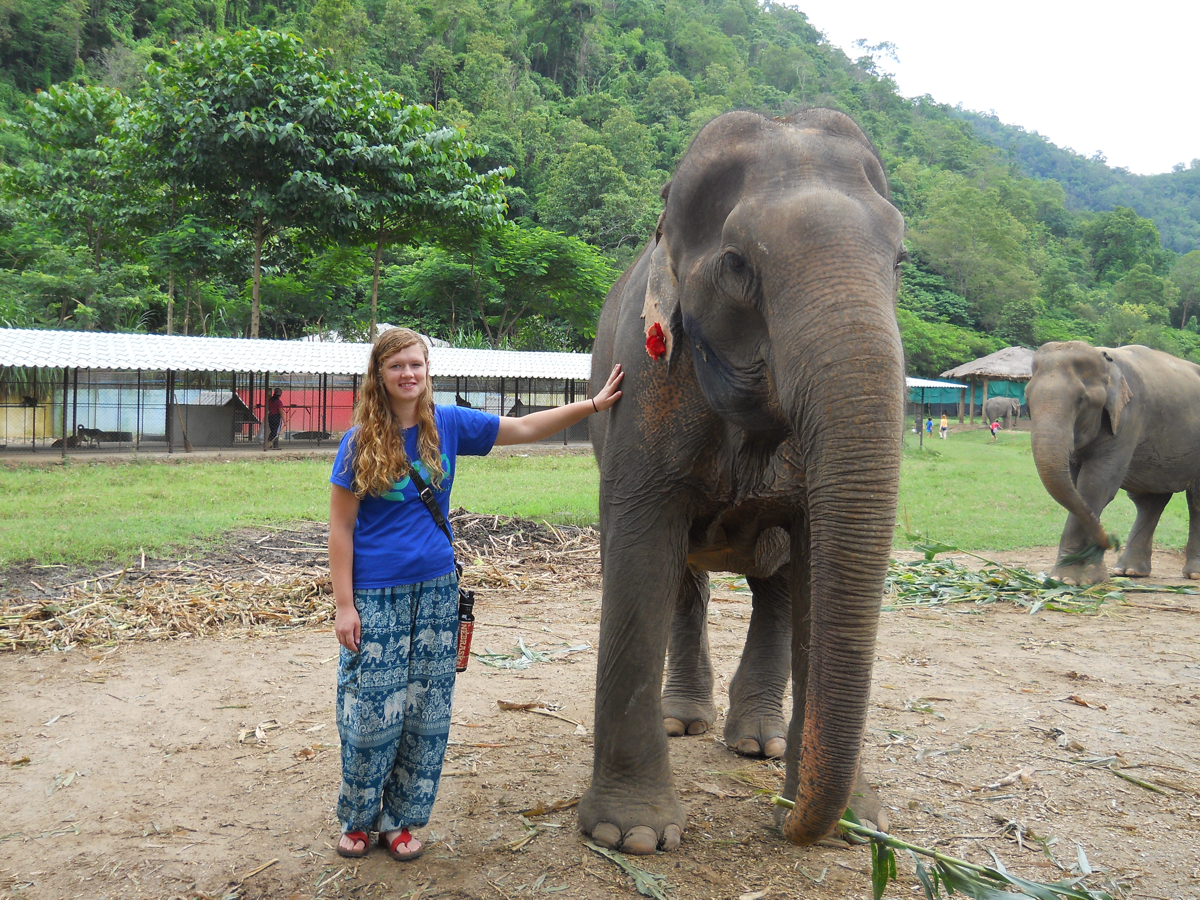 McKenzie Beals, 2015 graduate of NCTA, gained hands-on experience with rescue elephants as part of her experience in Thailand  (Photo © 2016 Loop Abroad)