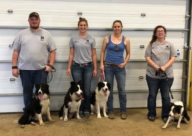 NCTA stock dog contestants in the Collegiate Division on Day 1 of the Nebraska State Fair stock dog trials were from left, Brenden Bose and Charlie; Kendra Marxsen and Tank, LeighLynn Obermiller and Griff, and Dorothy Fulton and Tang. (Courtesy photo)