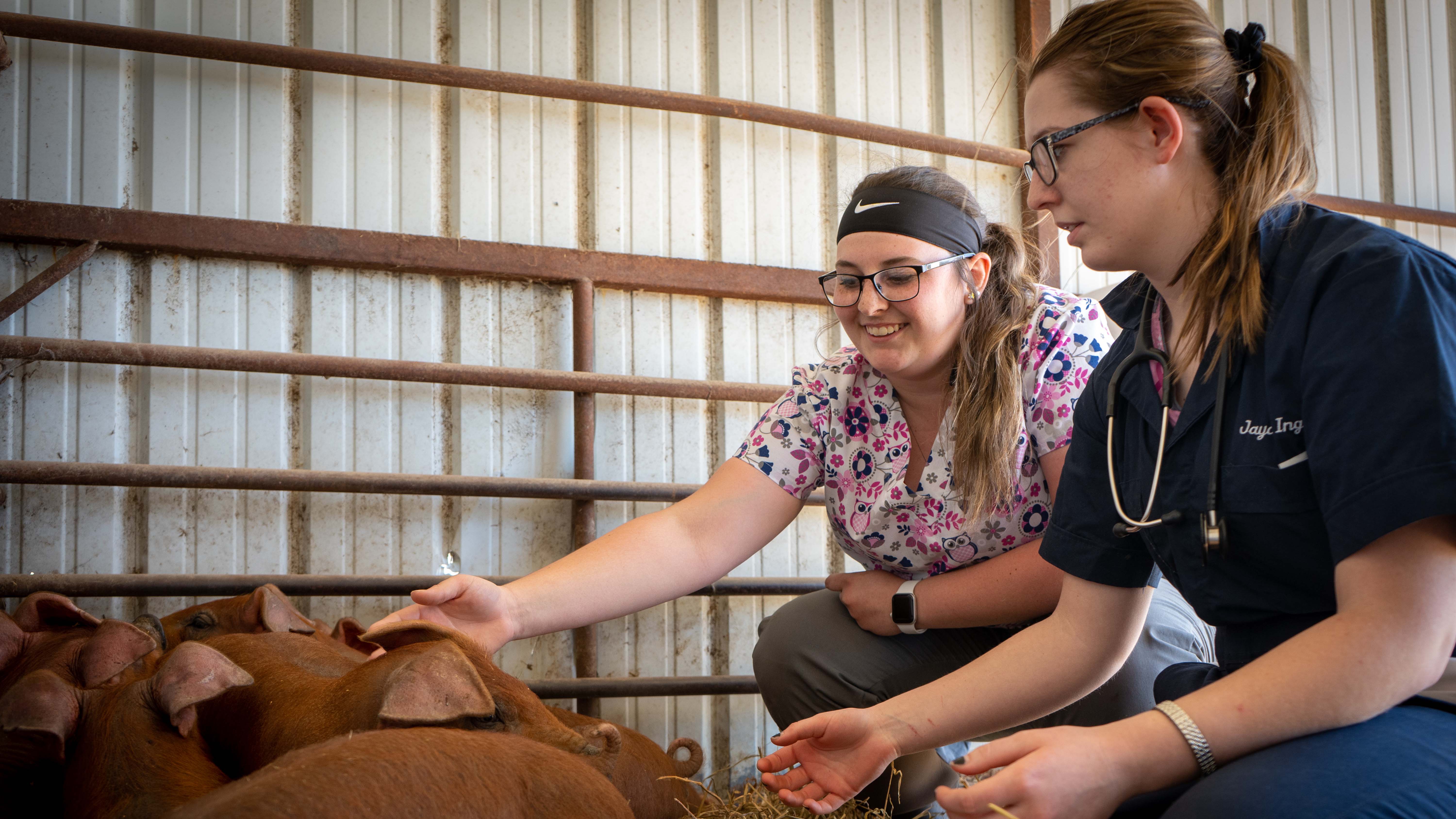 NCTA veterinary technology students apply their large animal care skills in checking on Reba's piglets born at the campus farm during the summer of 2019. Hands-on courses are a hallmark for NCTA (Cy Cannon/NCTA photo)