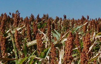 Sorghum is a viable alternative for limited irrigation situations. A 2018 Sorghum Symposium will be January 18 at NCTA. (S. Cochrane/UNL Photo)