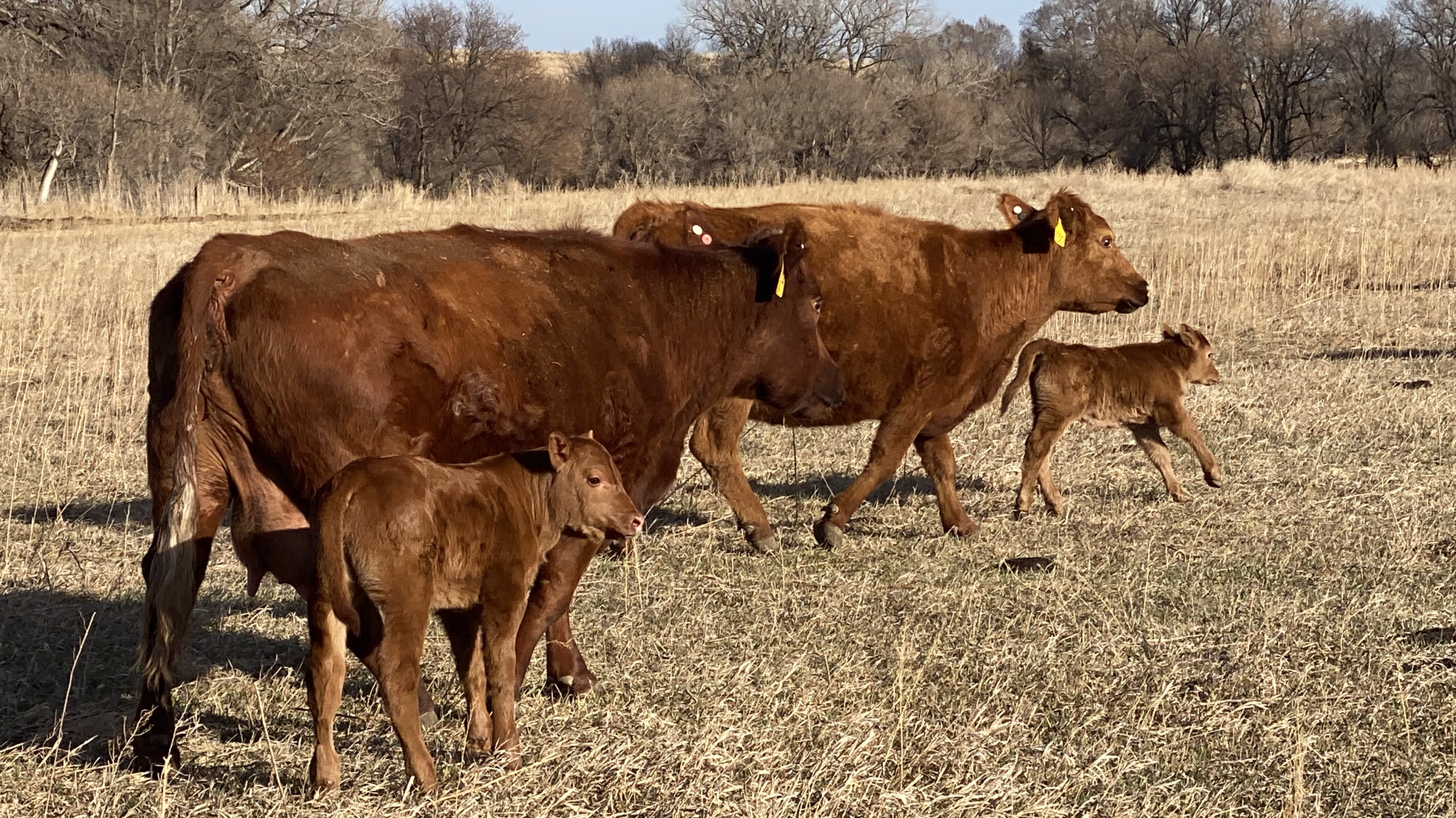 Spring calves and their mothers at the NCTA Aggieland pasture located north of campus. (Annie Bassett, NCTA student photographer)