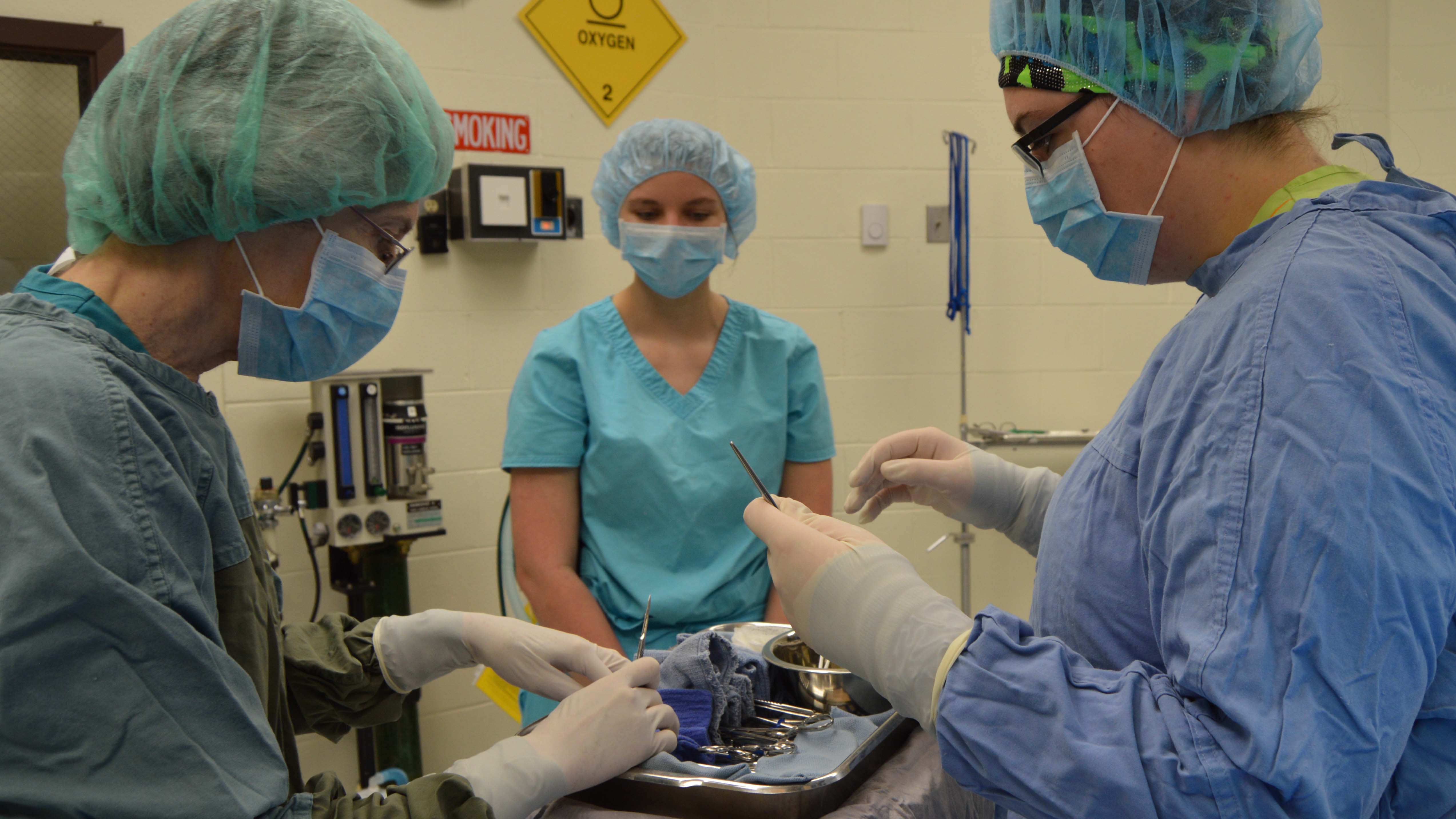 NCTA’s veterinary technician program prepares graduates for careers in animal care through their hands-on skills such as assisting NCTA professor and veterinarian Dr. Ricky Sue Barnes in surgery. (Mary Crawford / NCTA News)
