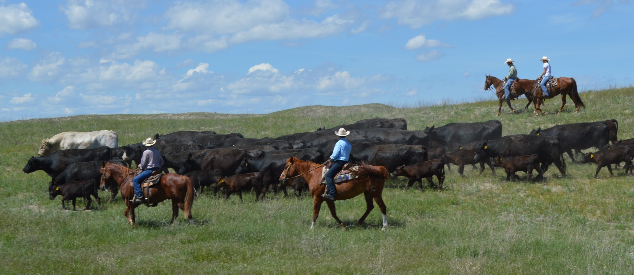 Livestock management through hands-on work with the NCTA Heifer Link program is popular.  The beef herd trails to summer pasture. (Crawford/NCTA News Photo)