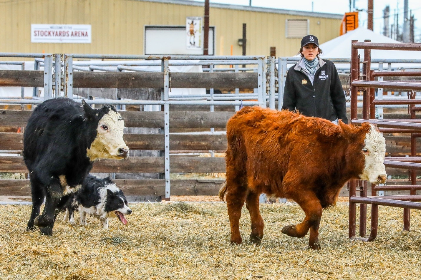NCTA student Baleigh Miller and Dave move cattle in Denver last month. Working stock dogs will be featured Sunday at Kearney. (Photo credit to XP Ranch Photography)