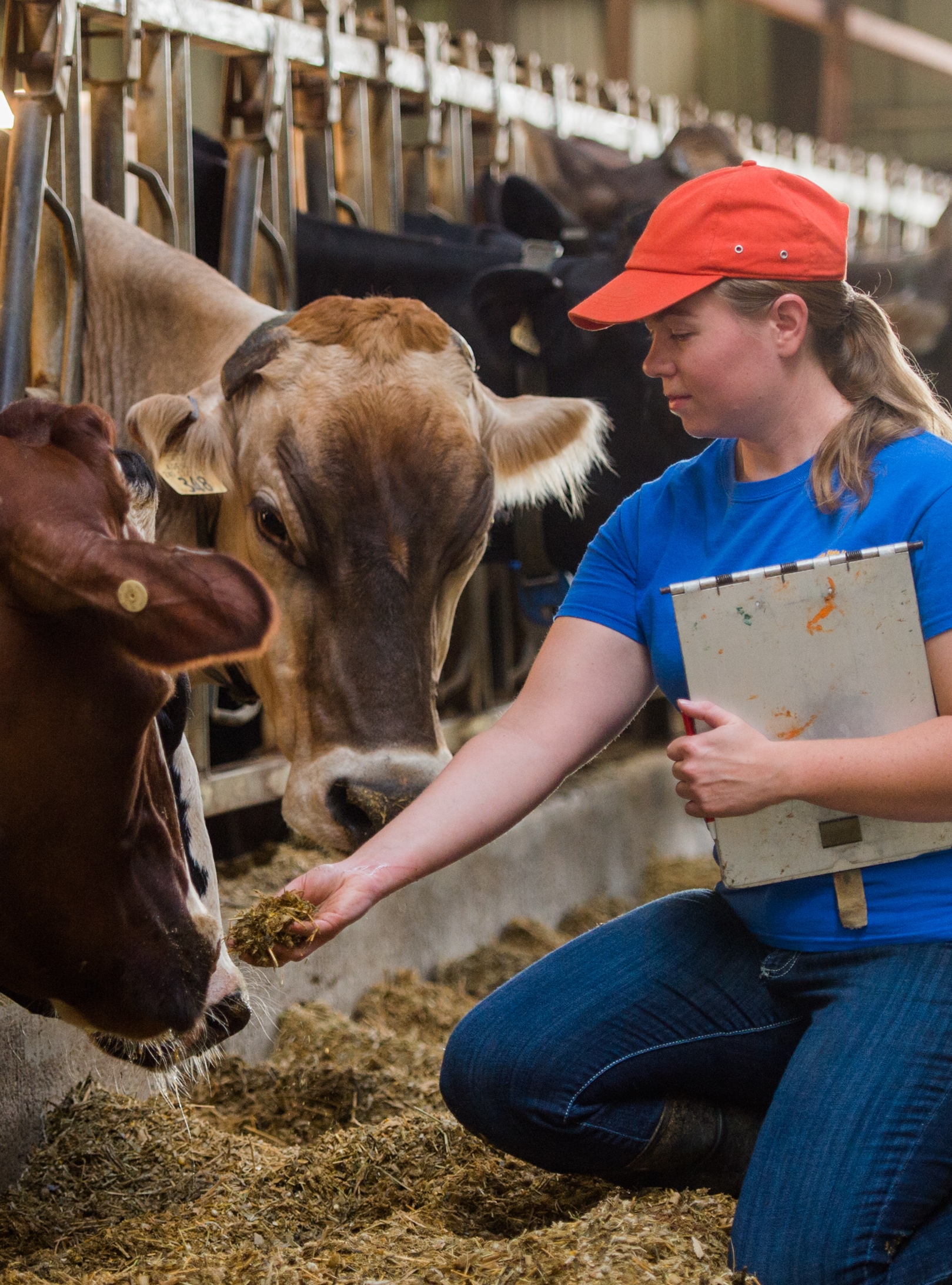 Students at the Nebraska College of Technical Agriculture can now study dairy science  at Curtis and at the South Dakota State University dairy program at Brookings. (SDSU photo)