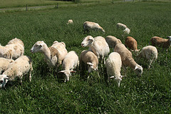NCTA is host to a daylong symposium Saturday on the sheep and goat industry. 