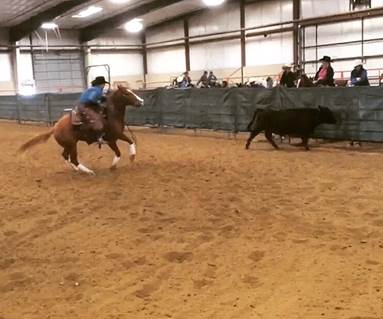 An NCTA Ranch Horse Team rider competes in the Working Cow class at Sterling, Colo Collegiate action resumes this fall.  Riders will be competing in open Ranch Horse or Stock Horse Association events over the summer. (Courtesy photo)  