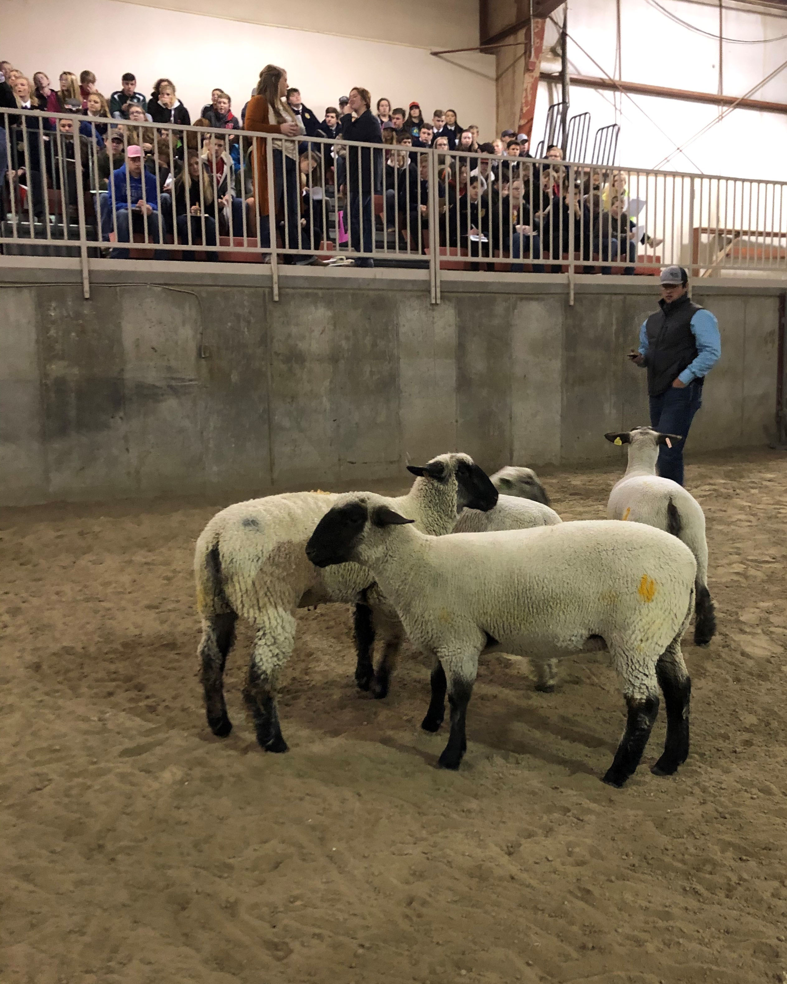 Sheep evaluation during a recent FFA contest at NCTA in Curtis. (Photo by Annie Bassett, NCTA student)