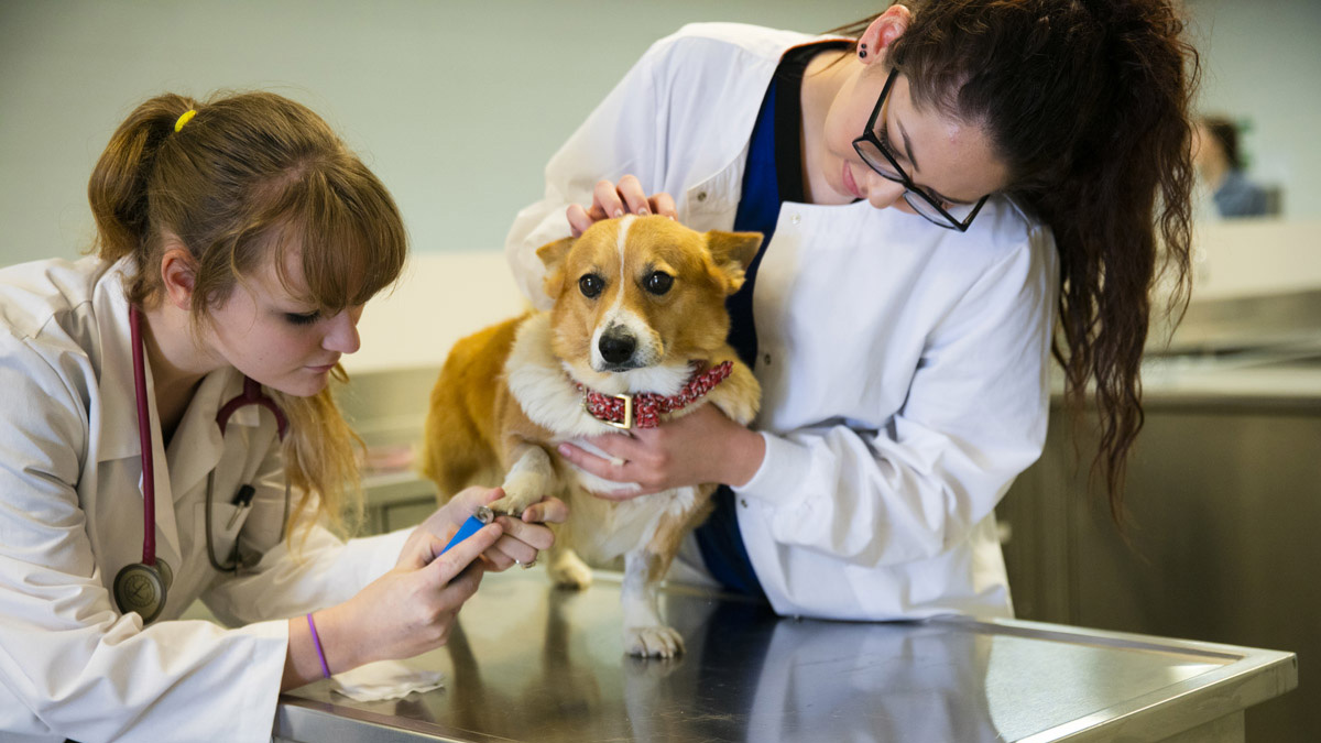 Vet Tech caring for dog