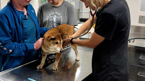 Dog being examined by a vet on a stainless steel table in a clinical setting.