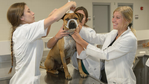 Vet Tech Students learning techniques on one of their canine patients
