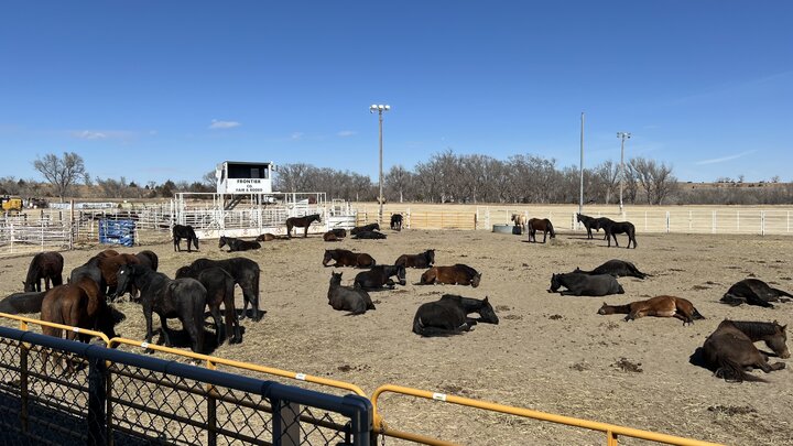 The Grunden horses still resting on Monday after an extremely traumatic and miraculous evacuation from the Cottonwood Fire last Friday, when NCTA students and others answered the call..