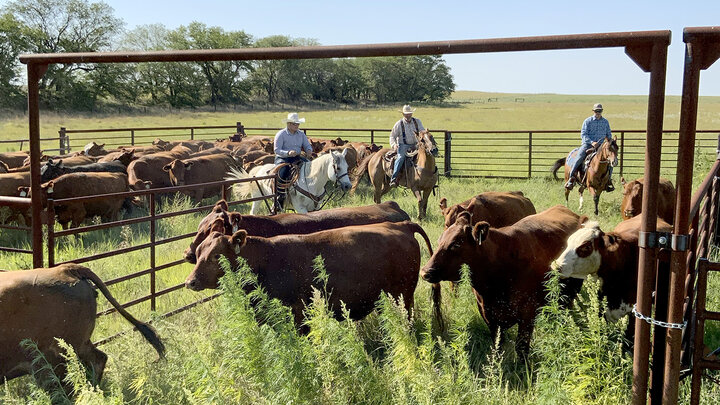 Nebraska College of Technical Agriculture students raise and manage about 60 head of cattle at the Curtis campus and a 2,100-acre ranch located west of town.