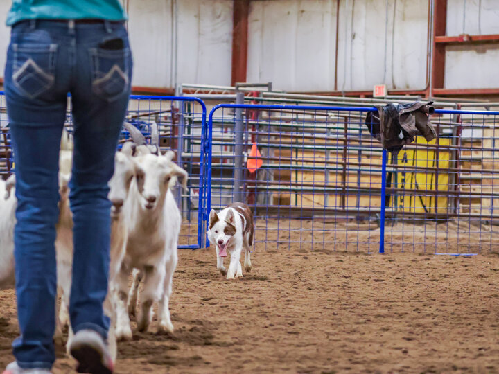 Person herding goats in a fenced indoor arena, with a dog walking behind them.