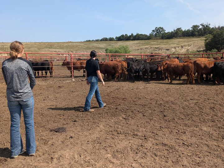 Students Checking Cattle