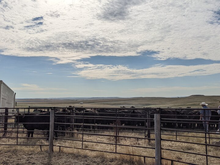 Cattle in the lot