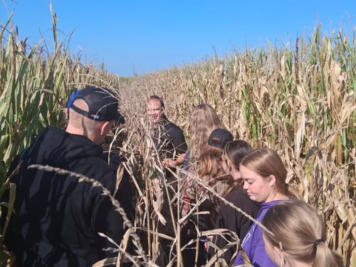 Student group walking through a tall cornfield under a clear blue sky.