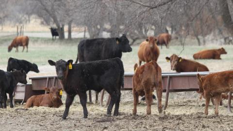 Aggieland pasture at the NCTA Farm is where students share in spring calving duties. (Photo by Emily Grote / NCTA News)