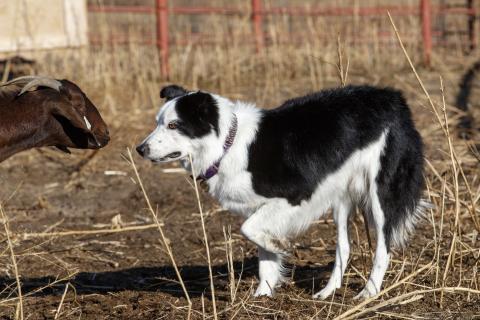 A student’s stock dog from the Nebraska College of Technical Agriculture in Curtis has a gentle face-off with a goat at the NCTA campus farm. (Craig Chandler / NCTA-University Communication photo)