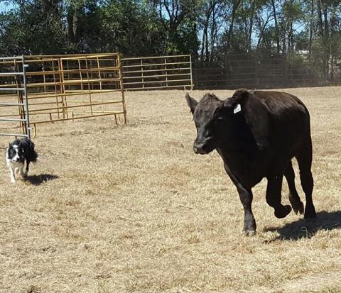 Blue, owned by Kelly Popp of Curtis, sorts cattle for the NCTA/Outback Stock Dog trials. Tim Gifford  of Harrisburg presents a clinic on Oct. 8 with a stock dog contest Oct. 9 (Courtesy photo)