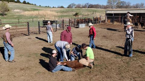 Livestock Management major Braden Johnson of Gering (on ground, black sweatshirt) wrestles a calf at the NCTA Spring branding in April. Johnson was interviewed for the Nebraska College of Technical Agriculture Discovery Day on November 15. He encourages college prospects to attend campus tours and interactive experiences. (M. Crawford photo / NCTA)