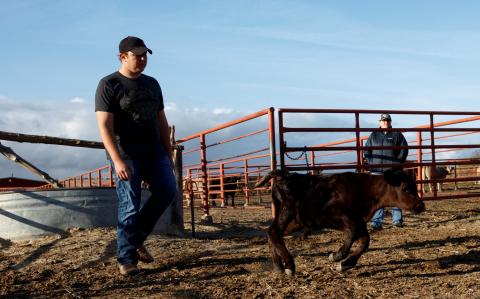 A student moves a calf at the NCTA farm during animal science class. (Photo by Craig Chandler / NCTA)