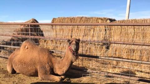 The NCTA Ag Business Club recently saw first hand an entrepreneurial businesss of an NCTA alumnus who owns the Camelot Camel Dairy in Colorado. (Photo by M. Rittenhouse / NCTA)