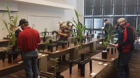 Crops judging students identify plants and agronomic specimens at an NCTA contest in early March. (Ramsdale / NCTA photo)