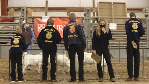 FFA students from Maywood, Medicine Valley and Hayes Center FFA chapters judge goats at the District 11 FFA Livestock Judging Contest at the Nebraska College of Technical Agriculture. (Emily Grote / NCTA student photo)