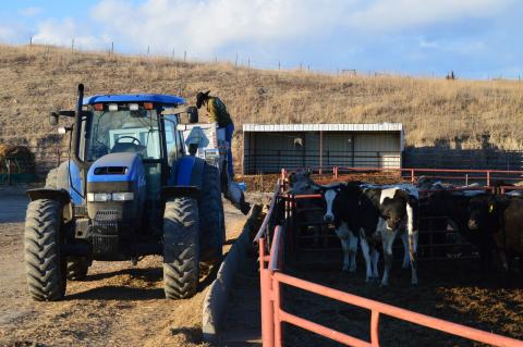 An animal science student and "farm crew" employee at the Nebraska College of Technical Agriculture stops to check the feed wagon while doing chores at the NCTA campus farm. (M. Crawford / NCTA News)