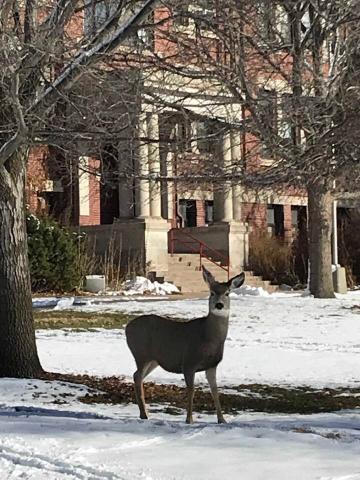 A deer visits Ag Hall at the Nebraska College of Technical Agriculture on December 5. (Photo by NCTA Dean Rosati)