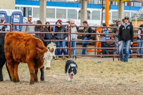 The NCTA Stock Dog Team returns to the National Western Stock Show cattle dog trials with six Aggies competing in the Intermediate Division. (NCTA Photo)