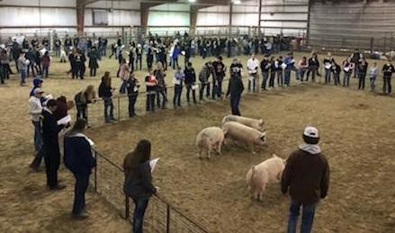 FFA livestock judging was among district contests at NCTA two days this week. (Nutter/NCTA News photo)
