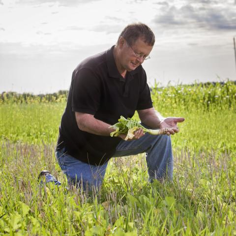 Gary Lesoing examines a tillage radish, used in a cover crop to reduce soil compaction. (SARE photo)