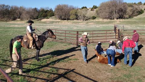 NCTA animal science students and their instructors branded spring calves at Aggieland calving pasture on April 30. This summer, ranch crew student employees manage cattle at the Leu Ranch pastures. (Photo by M. Crawford photo / NCTA News)