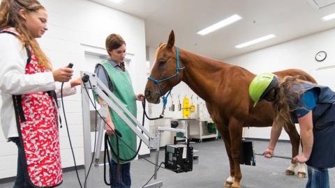 Veterinary technician students at the Nebraska College of Technical Agriculture take a radiograph of a horse’s leg. (Craig Chandler / University Communication for NCTA)