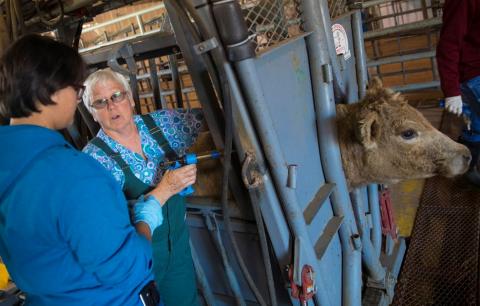 Professor Jo Bek instructs a livestock student on vaccinations during a feedlot management course. (Craig Chandler / University Communication Photo)
