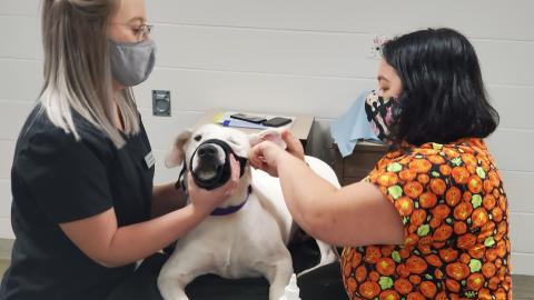 NCTA veterinary technology students Kaylee Springer, left, and Gaby Campisi clean the ears of a dog. Facial coverings are required to be worn inside all campus buildings for COVID-19 precaution. (Crawford / NCTA News photo)