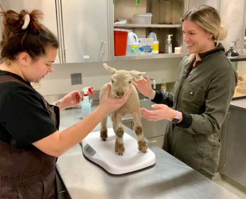 Vet tech students Ashley Kowalski, left, and Katie Morten, again weigh Forest, a week after the lamb's birth in February at the Nebraska College of Technical Agriculture. (Photo by L. Obermiller / NCTA)